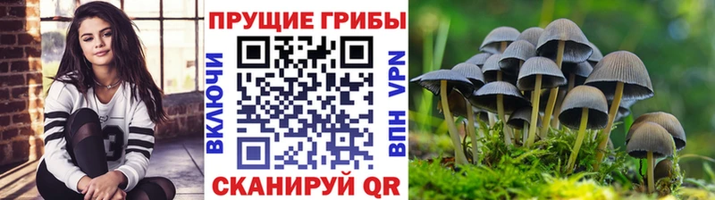 Галлюциногенные грибы Psilocybe  Нальчик 
