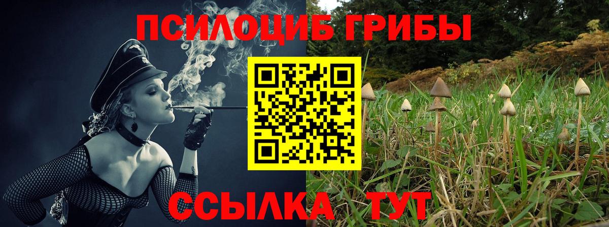Нальчик  где купить наркоту  Псилоцибиновые грибы Psilocybe  Вход с VPN  Псилоцибиновые грибы Psilocybine cubensis 